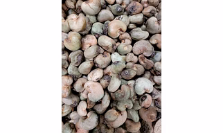 Raw cashew nut