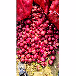 Small Onions, Red Onions, Shallots