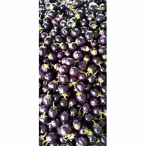 Brinjal, Eggplant, Aubergine, Melongene, Garden Egg, Guinea squash