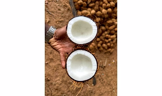 Semi Husked Coconut, Coconut, Fresh Coconut