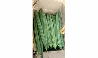 Ridge Gourd