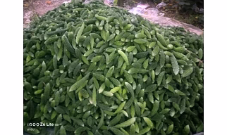 Bitter Gourd
