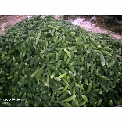 bitter gourd