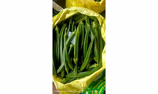 Ladys Finger, Okra