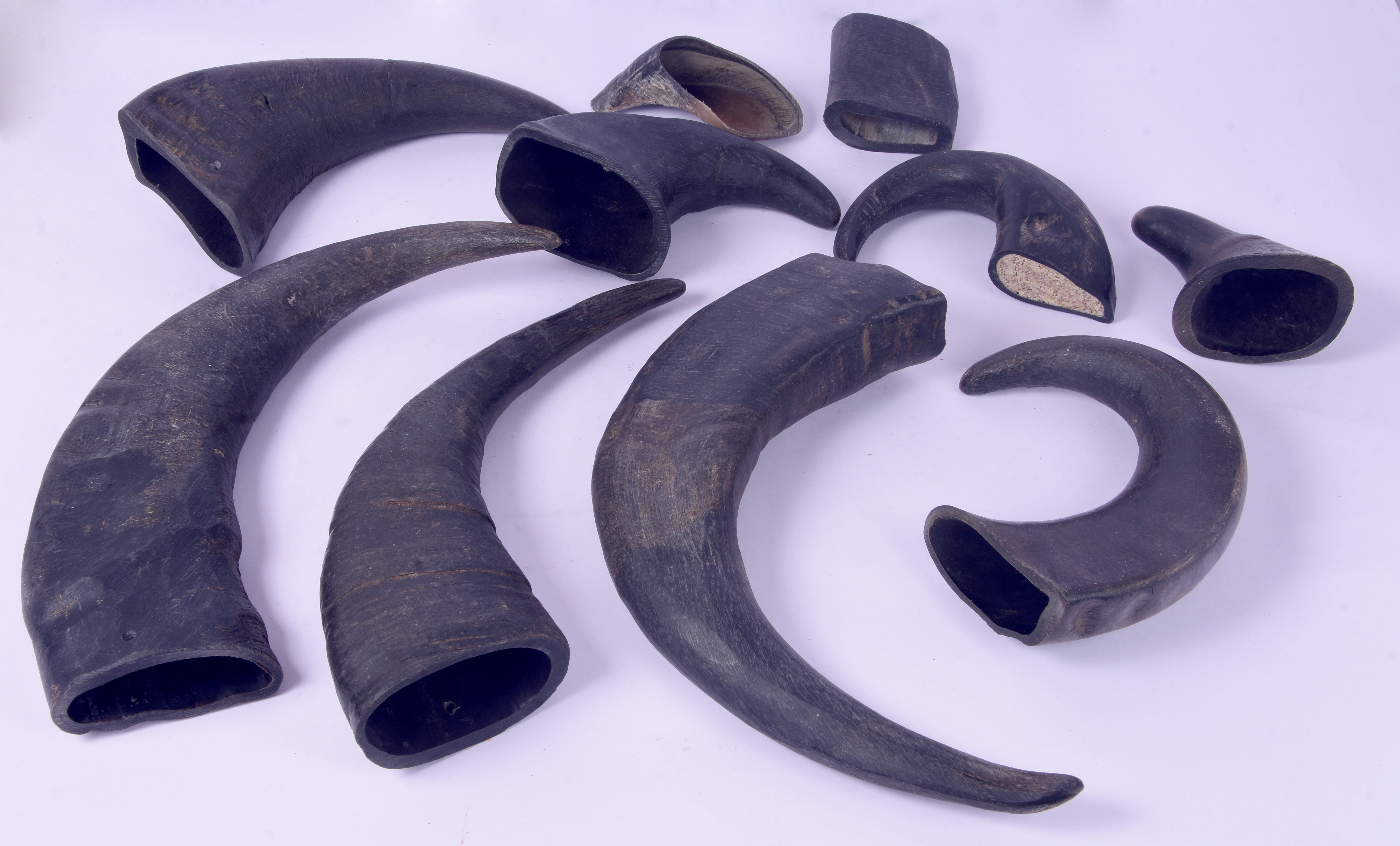 Water Buffalo Horns-12558714