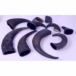 water buffalo horns
