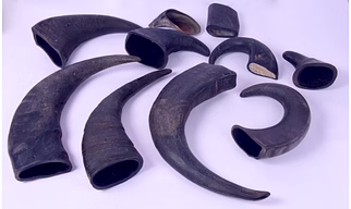 Water Buffalo Horns