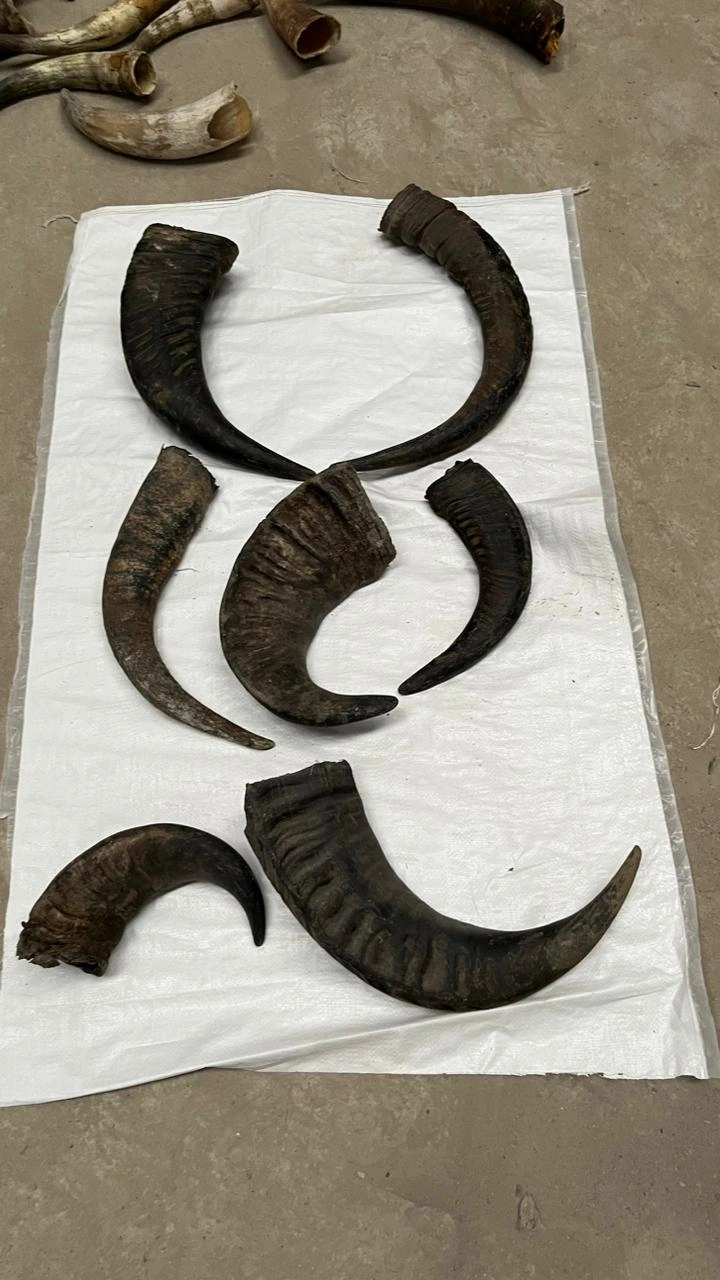 Water Buffalo Horns-1