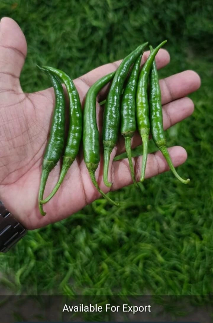 Green chilli-12629424