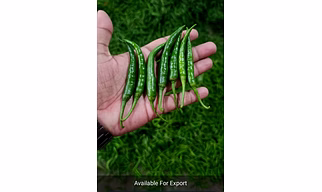 Green chilli