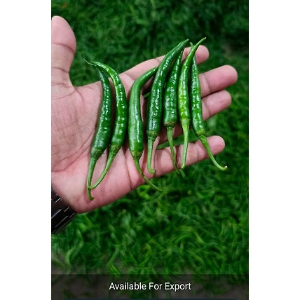 Green chilli-12629424