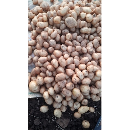 Potato-12691275