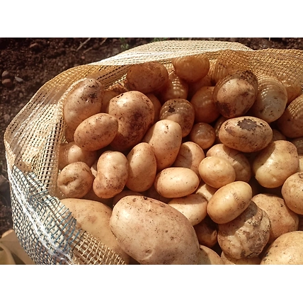 Potato-1