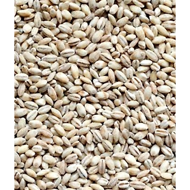 Barley seeds