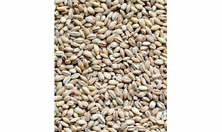 Barley seeds