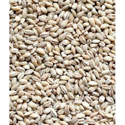 Barley seeds-12691639