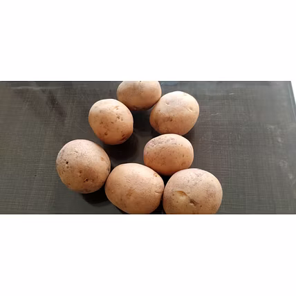 Potato-12691275