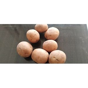 Potato