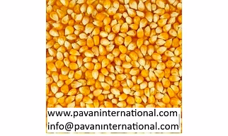 Yellow Maize Animal Feed