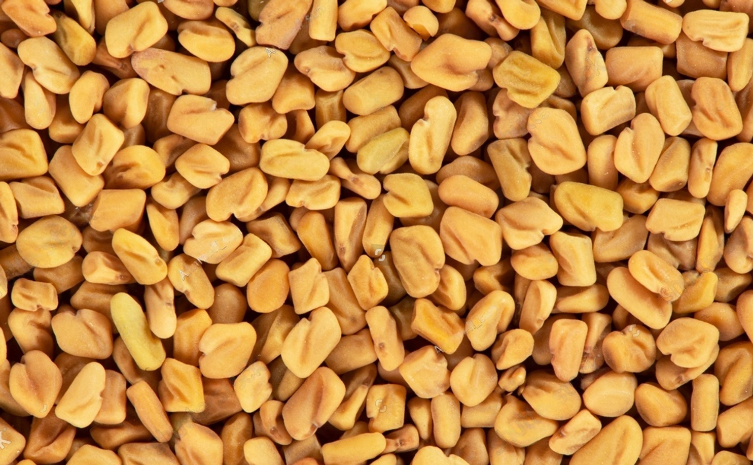 FENUGREEK SEEDS-code-009