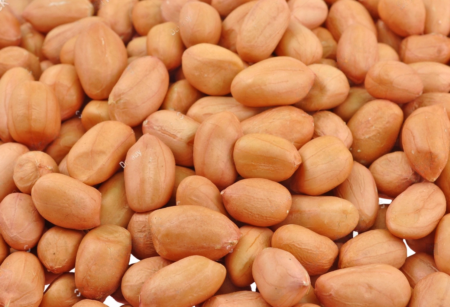 GROUNDNUT-code-005