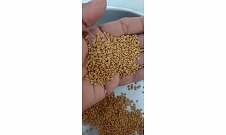 Coriander seeds