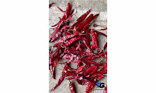 Whole S 14 Teja Chillies; Superior Quality, Bulk Supply, Best Prices; With Stem; Without Stem;