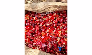 Whole S 9 Mundu Chillies; Superior Quality, Bulk Supply, Best Prices; With Stem; Without Stem;