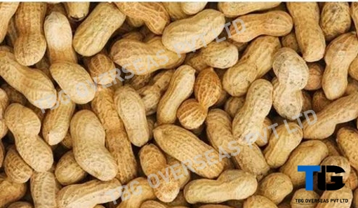 Premium Quality Peanuts: Bulk Supply, Fresh &amp; Nutritious, Competitive Prices; Peanuts with Shell; Shelled Ground Nuts;-2