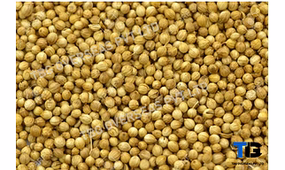 Aromatic Coriander Seeds (Dhaniya) & Powder: Fresh, Flavorful, and High-Quality