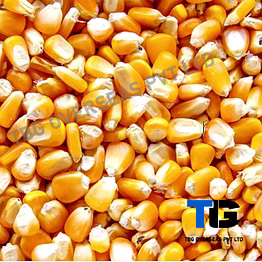 wholesale corn (makkai) - high-quality dried corn kernels, corn grains, bulk maize