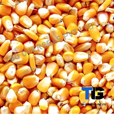Wholesale Corn (Makkai) - High-Quality Dried Corn Kernels, Corn Grains, Bulk Maize