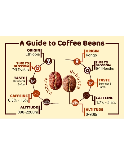 Winstar Coffee – Premium Indian Coffee Blend-2