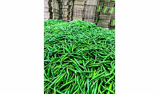 Winstar Green Chilly – Fresh, Spicy, and Flavorful Chilies Summary:
