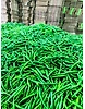 Winstar Green Chilly – Fresh, Spicy, and Flavorful Chilies Summary: