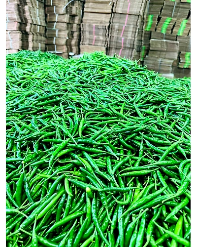 Winstar Green Chilly – Fresh, Spicy, and Flavorful Chilies Summary:-12633266