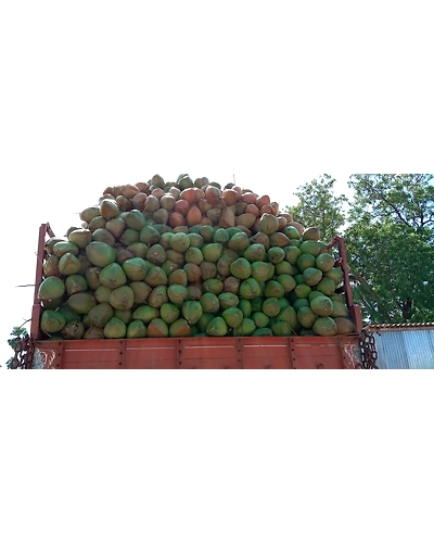 Fresh Tender Coconuts – Natural, Hygienic &amp; Ready-to-Drink-2