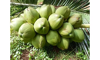 Fresh Tender Coconuts – Natural, Hygienic & Ready-to-Drink