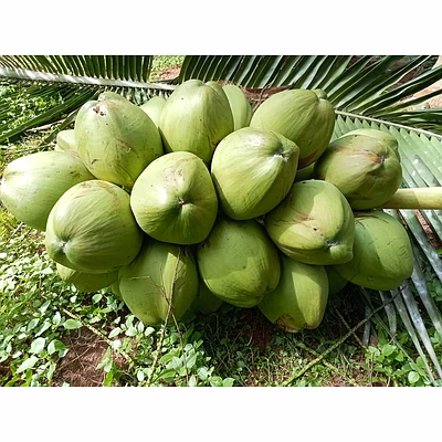 fresh tender coconuts – natural, hygienic & ready-to-drink