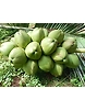 Fresh Tender Coconuts – Natural, Hygienic & Ready-to-Drink