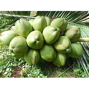 Fresh Tender Coconuts – Natural, Hygienic & Ready-to-Drink