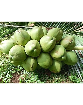 Fresh Tender Coconuts – Natural, Hygienic & Ready-to-Drink