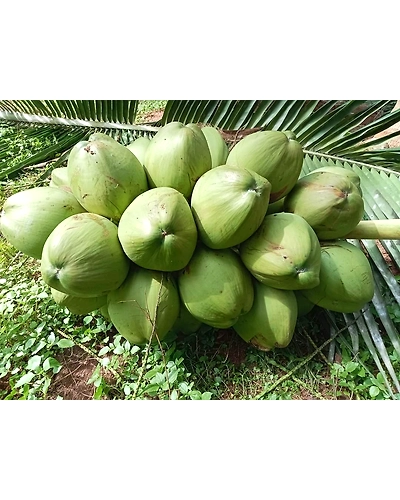 Fresh Tender Coconuts – Natural, Hygienic &amp; Ready-to-Drink-12700227