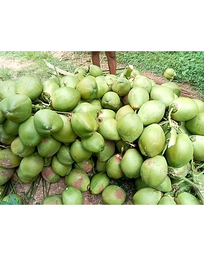 Fresh Tender Coconuts – Natural, Hygienic &amp; Ready-to-Drink-1