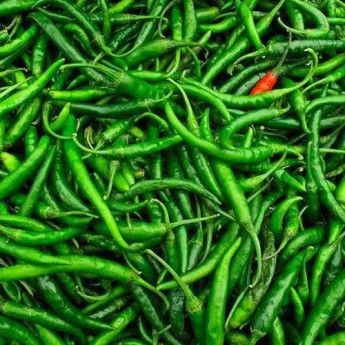 indian green chilli-1