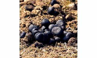 DONKEY DUNG