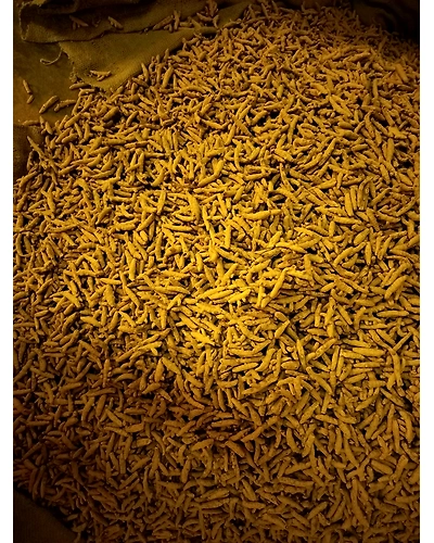 Turmeric finger-2