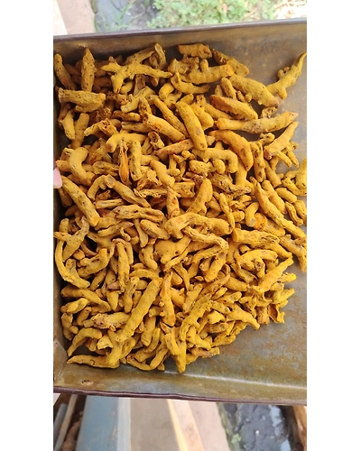 Turmeric finger-12654595