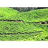 The Spice Trail: A Journey Through Kerala's Aromatic Heartland