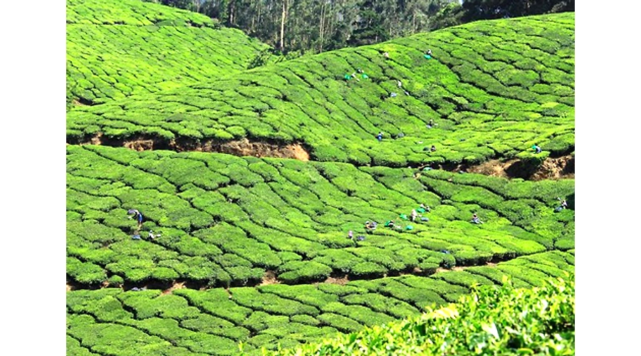 The Spice Trail: A Journey Through Kerala's Aromatic Heartland
